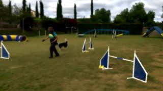 Rio - Usdaa Event St Jumpers Course 1Of2