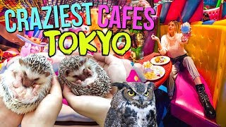 TOP CRAZIEST THEMED CAFES IN TOKYO 2019 (Monster, Hedgehog, Owls)