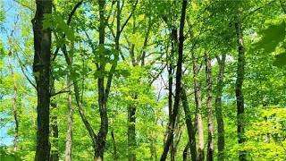 180 Hawkins Hollow Rd Connellsville PA Presented by Cheryl Hohman
