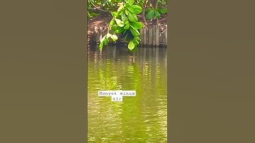monyet minum air bergelantungan #hewan #monyet #monyetlucu #monyetminum #animal #monkey