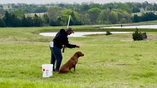 AKC Master Hunt Test: 1st Series - ‘Thunder’ Title run