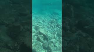 Underwater in KRK island,Croatia  #viralvideo #youtubeshorts #travel  #viral #views #viralshorts