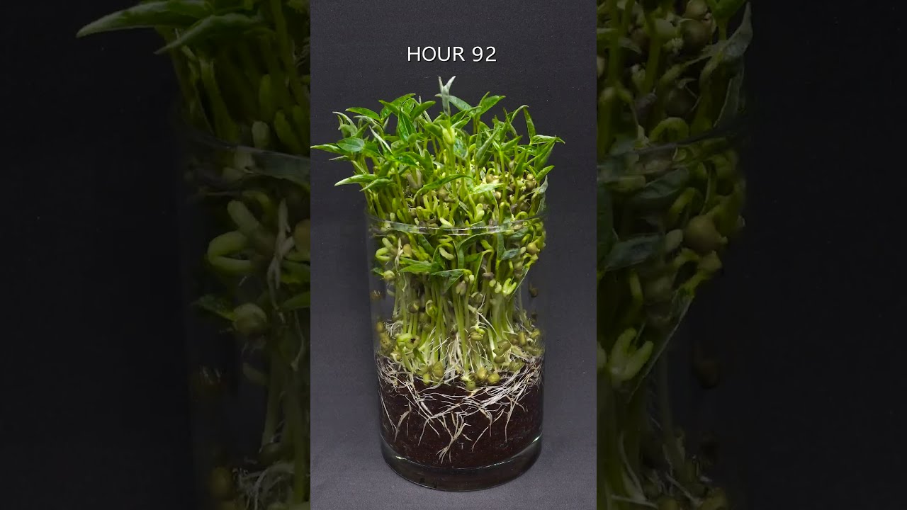 Mung Beans Time Lapse