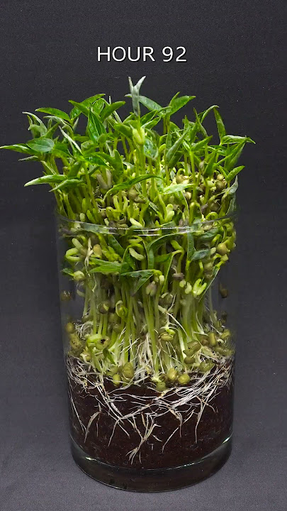 Mung Beans - Time Lapse