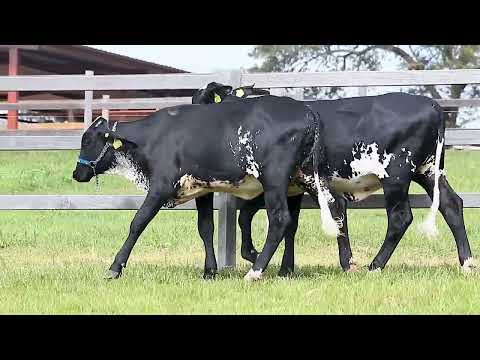 LOTE 135 0534CD  0586CD