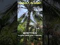 ✨ 2.4 Acres Land for Sale in Angamaly, Palissery