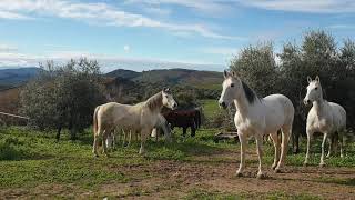 شاهد كيف تعيش الخيول العربية او بربرية الأصيلة 👨‍🍳 في إسبانيا🇪🇸caballos 🐎