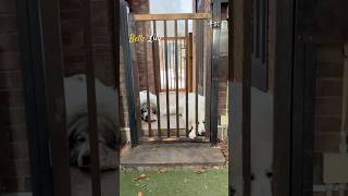 Belle Lily #greatpyrenees #todaysrunrun #グレートピレニーズ #今日のルンルン