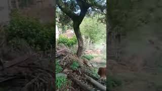 Badlapur ka Sukha bahara Garhwali song 🥰🥰🥰🥰🥰🥰🥰🥰🥰🥰