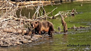 Male Grizzly Bear | Canada's Nature | Wildlife | B.C. Canada