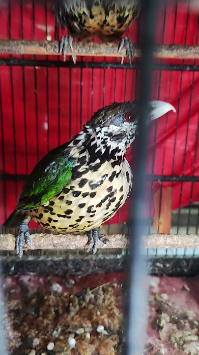 THE RAREEST BIRD WITH FASCINATING COLORS CAK KUCING  62 856-4101-6274