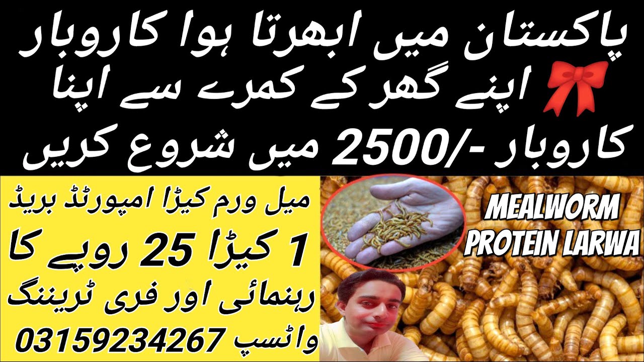 Mealworms Insect USA Breed Own Busniess In Home Small & Easy To