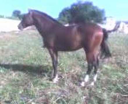 bargui 3