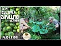 Como Cultivamos el Zapallito Verde desde la semilla / calabaza verde / zapallo de tronco