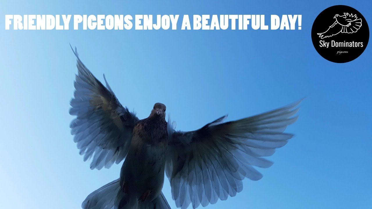 Friendly Pigeons Enjoy A Beautiful Day Outside!