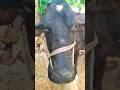 Gau Mata Shorts Animals Cute Cow Foryou Viralvideo Trending Ytshorts Like Viral