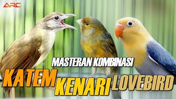 MASTERAN KAPAS TEMBAK - KENARI -  LOVEBIRD