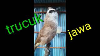 Trucuk jawa nilung
