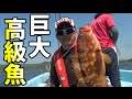 ＃２　レンタルボートでタイラバしたら巨大キジハタが釣れた！