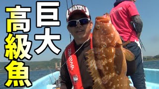 ＃２　レンタルボートでタイラバしたら巨大キジハタが釣れた！