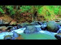 Peaceful Forest Stream 🌿 Relaxing Water Ambience for Stress Relief