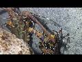 Diving under the sea to catch eels, crabs and sea cucumbers | Part 196-1
