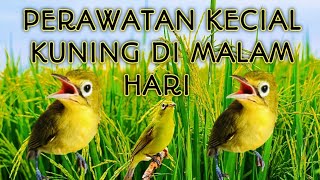 CARA MERAWAT KECIAL KUNING DI MALAM HARI