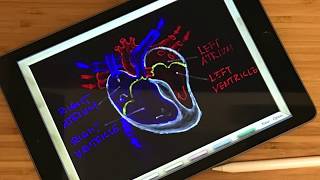 Chalkboard illustration of heart anatomy on iPad screenshot 3
