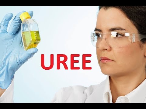 Vidéo: L'urée est-elle un acide ou une base ?