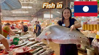 Exploring The Biggest Market In Pakse Laos| Laos Food Tour