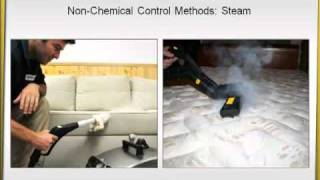 How to Control Bed Bugs