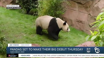 Giant pandas set to make big debut at San Diego Zoo Thursday