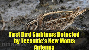 First Bird Sightings Detected by Teesside
