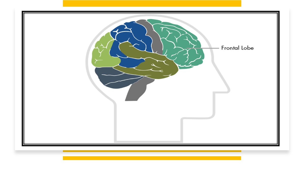 الاباحية تؤثر على الفص الامامى من الدماغ