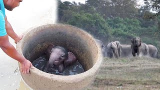Heartwarming! Elephant herd crying for help, lead rescuers to save a trapped Baby elephant