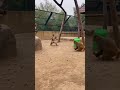 Monkeys with Slingshots #monkey #zoo #funny #slingshot #hunting #impossible #viral #crazy #monkey