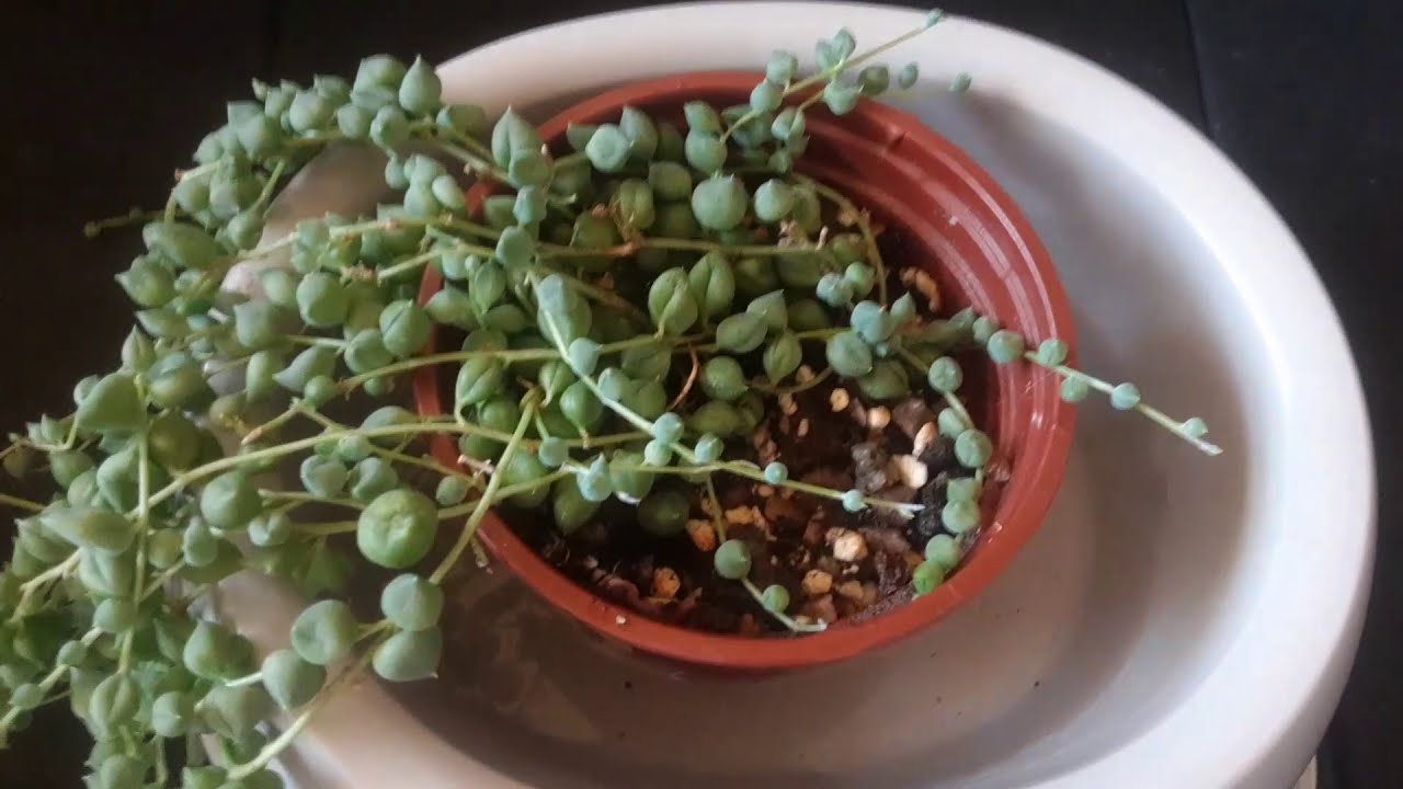 ABC początkującego kaktusiarza | Jak i kiedy podlewać sukulenty | Objawy przelania i przesuszenia