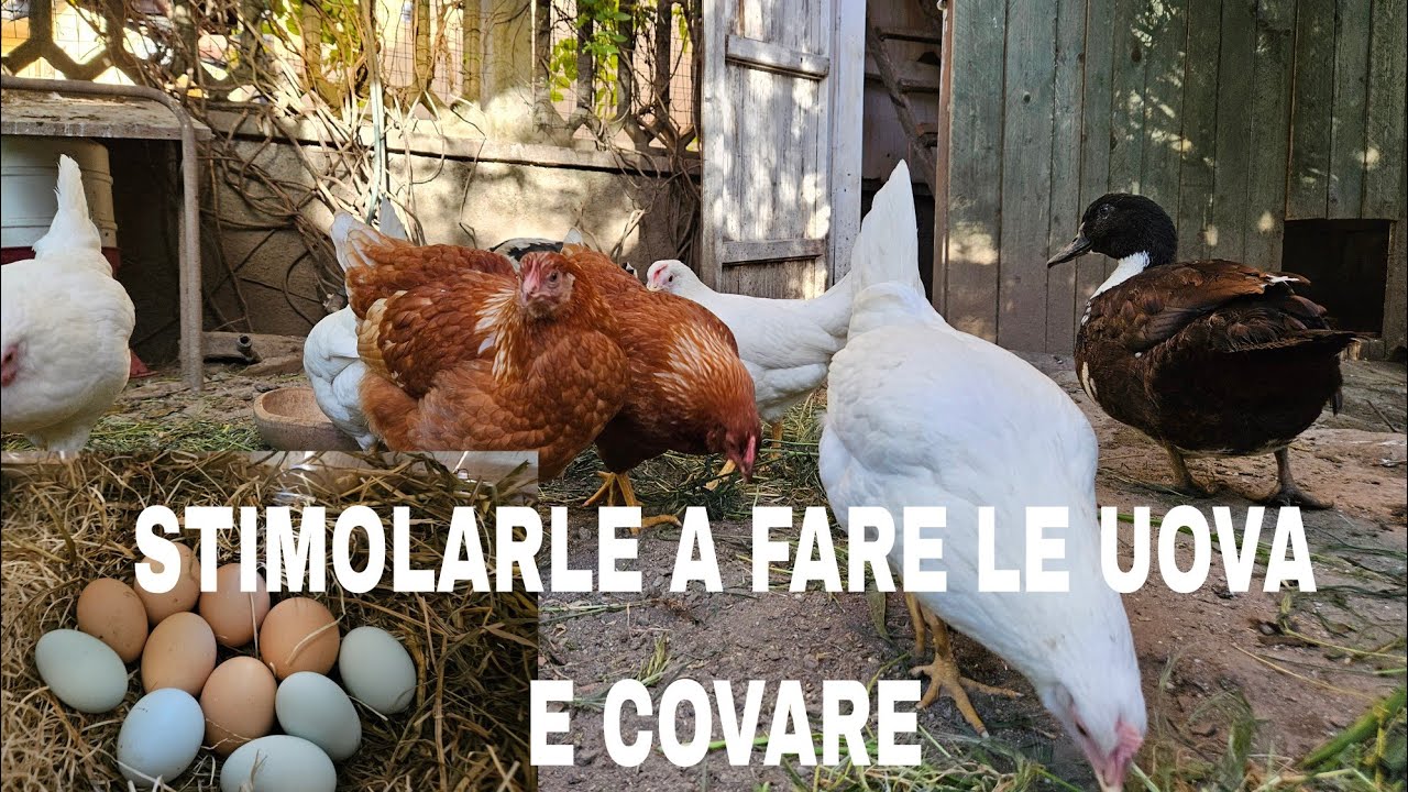 Come Covare Un Uovo Di Gallina In Casa