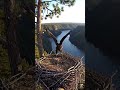 Young America's National Bird Bald Eagle Learning to Fly 🦅