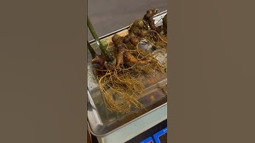 🍀🥂Sâm ngọc linh chuẩn gen gốc kon tum đã kiễm định. Trọng lượng: 220 gram. Siêu già chất lượng