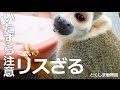 頭上注意!! リスざる悪戯っ子【とくしま動物園】やんちゃなリスざるに囲まれる♡