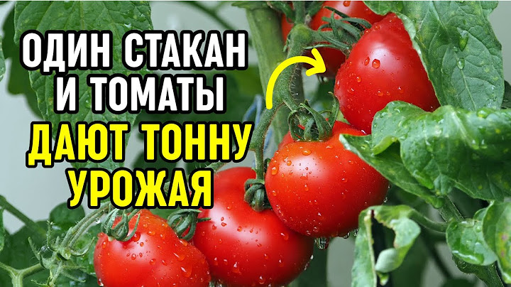 Вы ахнете! Один стакан — и с куста ведро помидор! Секрет бабушки, который спасёт весь урожай томатов