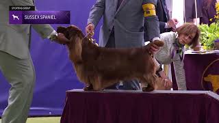 Spaniels (Sussex) | Breed Judging 2024
