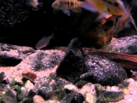 camera iphone 8 plus apk Serre Aquarium