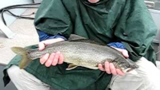 Yellowstone Lake, Lake Trout