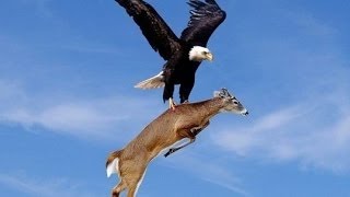 Eagle Attacks Wolf, Man, Other Animals Animal Attack Video Compilation