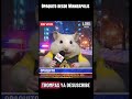Opaquito desde Minneapolis trump desvive a su gente #ice #hamsters #trump #comedy #news #humor