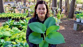 Gorgeous Hostas Galore!