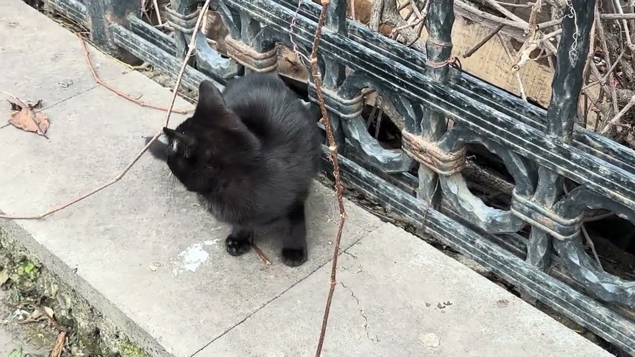 “Tiny kittens. Big adventure 😼🌿”