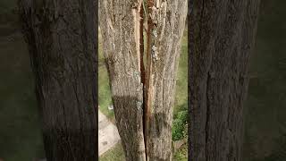 Badly Split Black Locust, Check Out The Movement 😮!
